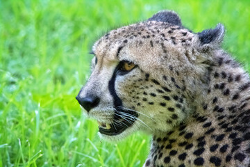 cheetah