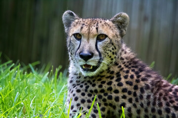 cheetah