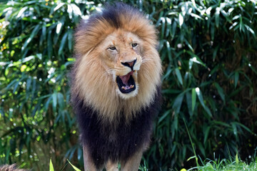lion