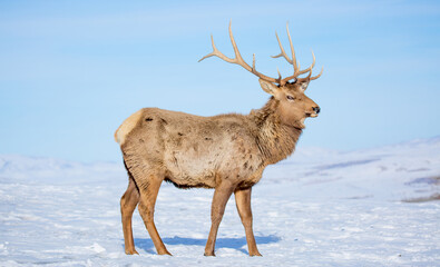 Deer in the snow in the natural streak of the nature reserve in the mountains. The symbol of the New Year and Christmas of the team of Santa Claus, the leader of the pack of the leader of the reindeer