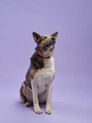 portrait of a beautiful dog lilac background. Mix of breeds sits. Happy Pet in the studio
