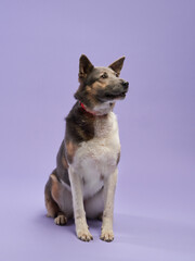 portrait of a beautiful dog lilac background. Mix of breeds sits. Happy Pet in the studio