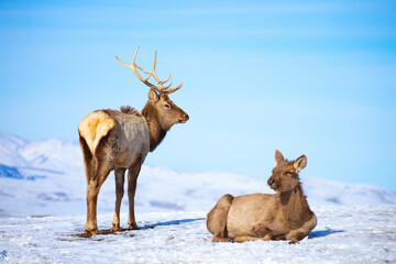 Deer in the snow in the natural streak of the nature reserve in the mountains. The symbol of the New Year and Christmas of the team of Santa Claus, the leader of the pack of the leader of the reindeer