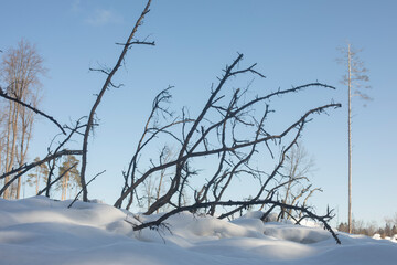 Winter landscape of deforestation. Dry branches stick out of snow.
