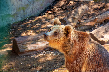 Fototapeta na wymiar The Eurasian brown bear (Ursus arctos arctos), also known as the common brown bear. Brown bear on the rocks.