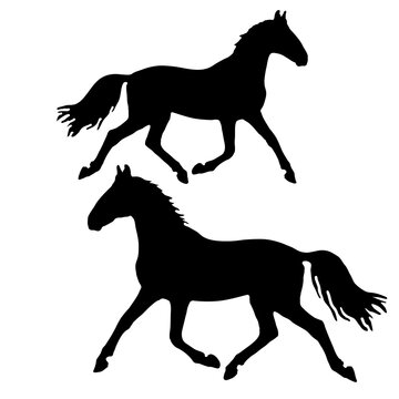 isolated silhouette of a running young horse, monochrome  image
