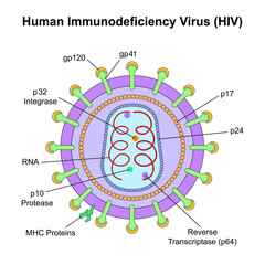 Scientific Designing of Human Immunodeficiency Virus (HIV) Structure. Colorful Symbols. Vector Illustration. - obrazy, fototapety, plakaty