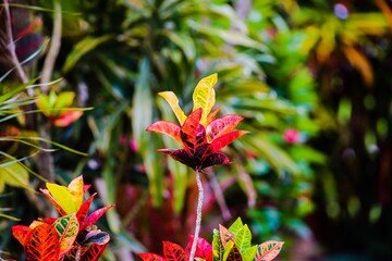 Close up of colorful Croton Plants 