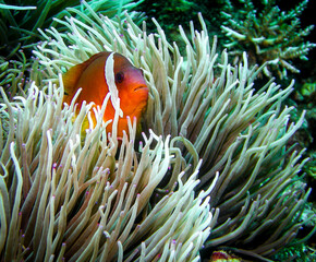 Fototapeta na wymiar Anemonefish in it's hose Anemone in Fiji