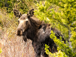 Cow moose in a field
