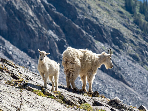 Mountain goat ewe with her baby