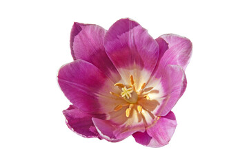 One beautiful pink Deep Purple tulip flower close up on a white isolated background