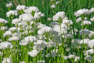Bright white flowers of allium zebdanense close-up in the garden against the background of green grass