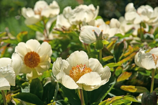 Bright white flowers of Paeonia mlokosewitschii in the garden close-up against the background of green grass