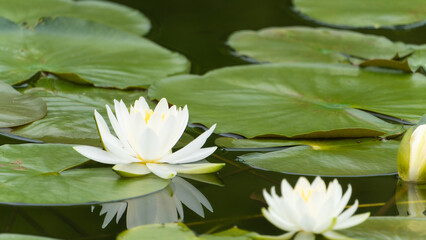 モネの庭にあるたくさんの睡蓮の花