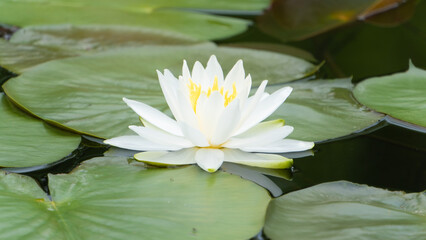 モネの庭にあるたくさんの睡蓮の花