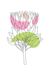Vector minimalist botanical illustration. Artistic drawing of the protea branch with an abstract shapes of different colors on white background. Line art style