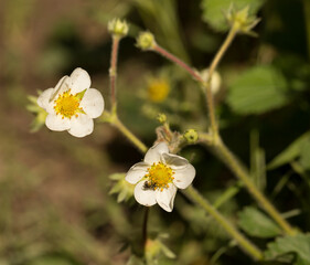 Strawberry flowers in spring near the surface of the earth.
