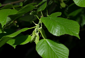 A sprig of linden tree. Spring flowering of a medicinal plant.