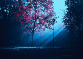 Stranger forest in a fog. Mysterious road. Fairy Forest. Mystical atmosphere. Paranormal another world. Dark scary park. Background wallpaper.