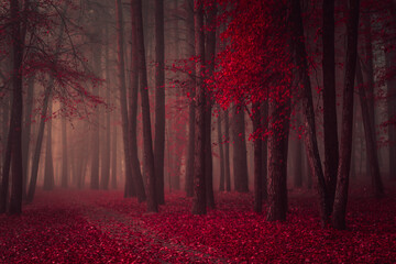 Fairy Mysterious Forest. Mystical atmosphere. Paranormal another world. Stranger forest in a fog. Dark scary park with red leaves. Background for wallpaper. Horrible dream.