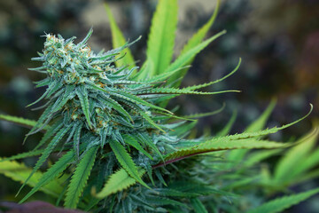 Cannabis sativa buds in greenhouse, cannabis buds background, herbal medicine, organic