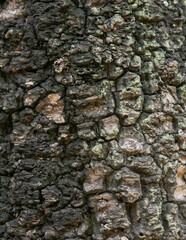 black wood texture. Abstract wood texture background.

