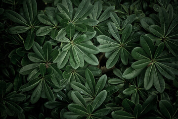 green leaves natural background wallpaper, texture of leaf, leaves with space for text 
