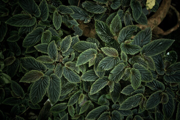Fototapeta premium green leaves natural background wallpaper, texture of leaf, leaves with space for text 