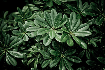 Obraz na płótnie Canvas green leaves natural background wallpaper, texture of leaf, leaves with space for text 
