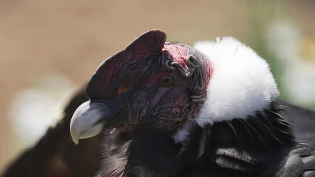 This close up video shows a Andean Condor (Vultur gryphus) turning it's head in slow motion.