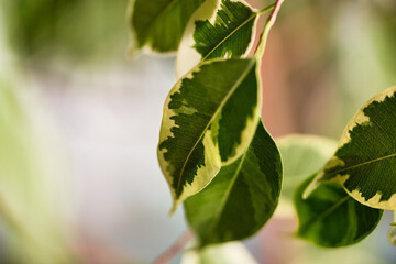 green leaves on a branch