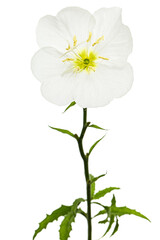 White flower of Oenothera, isolated on white background