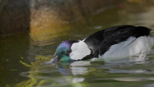 This close up, slow motion video shows a wild Bufflehead (Bucephala albeola) duck diving in pond water.