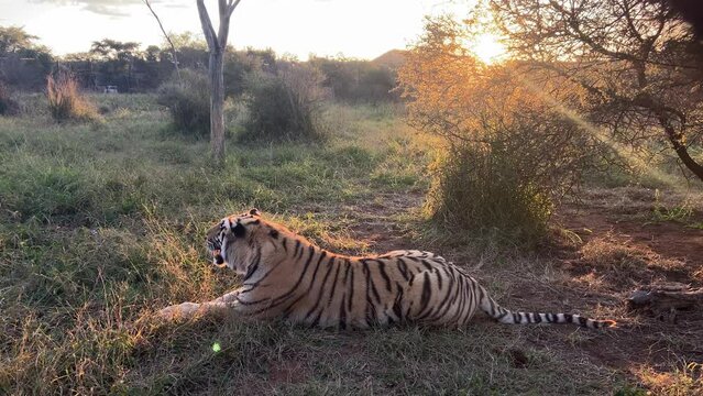 Wild tiger close up in natural jungle reserve of Indian safari at sunset. Animal moving
