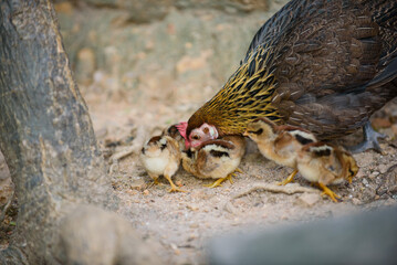 chick with chicken, feeding, hen
