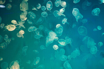 jellyfish at aquarium, dangerous animals  © waranyu