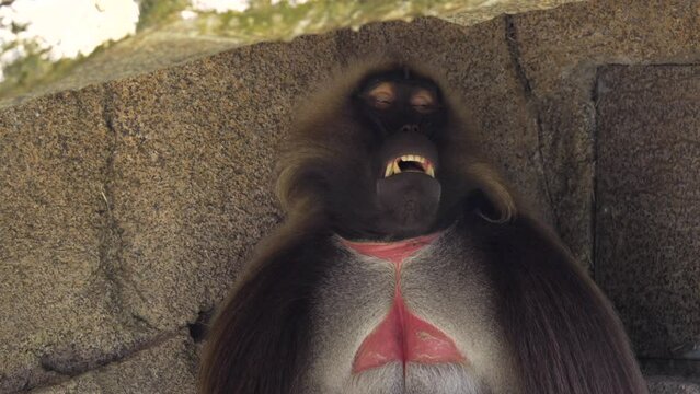 This video shows a lazy Hamadryas Baboon sleeping in a cave during a downpour, waking up momentarily.