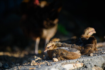 chick with chicken, feeding, hen
