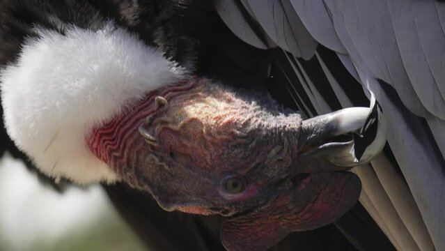 This video shows a close up view of a regal Andean Condor (Vultur gryphus) bird cleaning and preening it's feathers in slow motion.