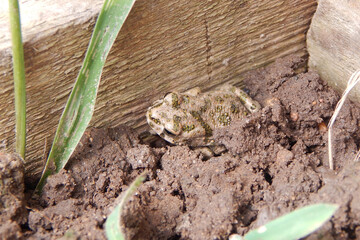 The frog is hiding in the ground, in the greenhouse.