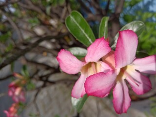 pink magnolia flowers
