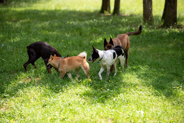 Attempted group sex with purebred dogs in the park.