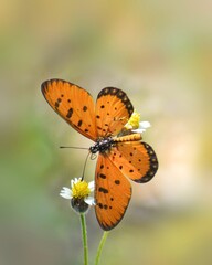 butterfly on flower