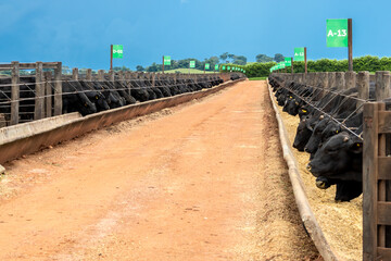 Goias, Brazil, February 24, 2022. Angus cattle feed in the feeder of a confinement of a farm in...