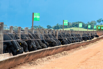 Goias, Brazil, February 24, 2022. Angus cattle feed in the feeder of a confinement of a farm in Brazil