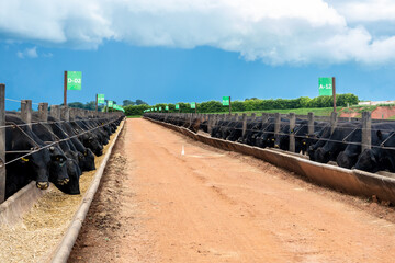 Goias, Brazil, February 24, 2022. Angus cattle feed in the feeder of a confinement of a farm in...