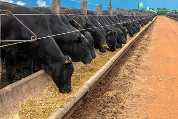 Goias, Brazil, February 24, 2022. Angus cattle feed in the feeder of a confinement of a farm in...