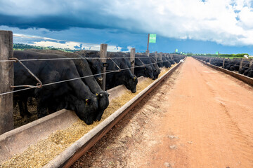 Goias, Brazil, February 24, 2022. Angus cattle feed in the feeder of a confinement of a farm in...