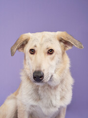 portrait of a beautiful dog lilac background. Mix of breeds. Sweet Pet in the studio